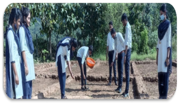Demonstration of line sowing